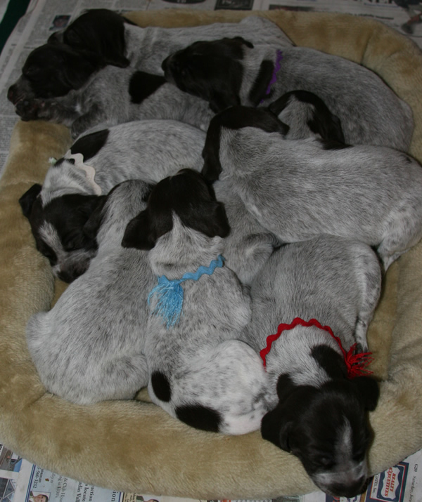 Pile O Puppies