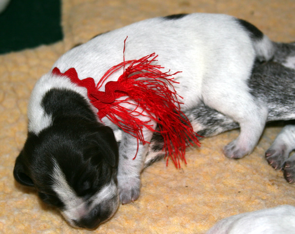 Tiny Rizer