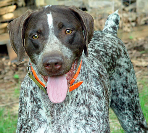 rehome german shorthaired pointer