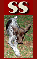 Slipstream German Shorthaired Pointers